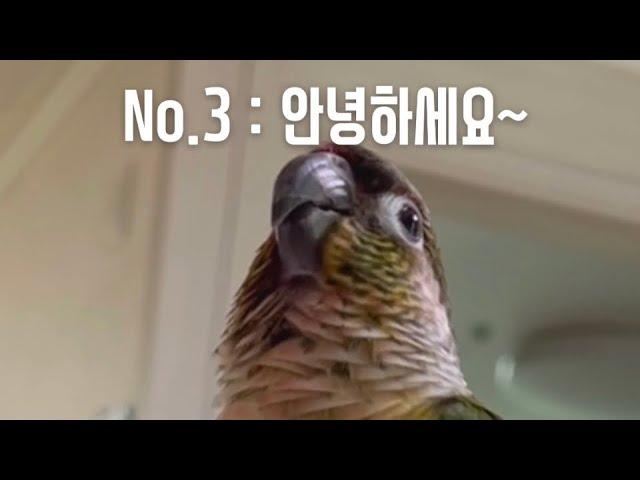 코뉴어앵무가 이렇게말을잘해?!#shorts