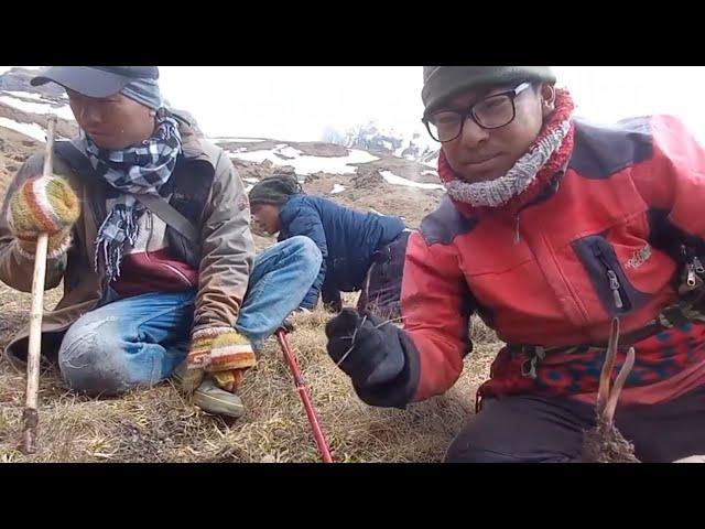 Searching And Digging Yarsagumba, World's Most Expensive Fungus || Manang, Raj Gurung