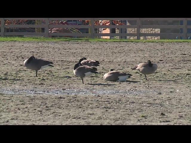 Canada Geese population north of Nanaimo is declining