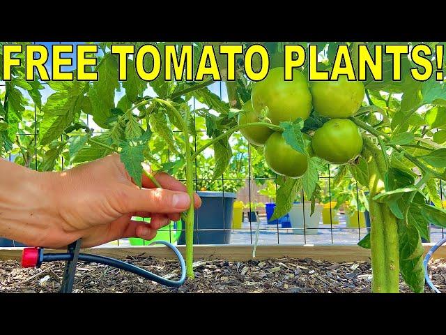 How To Clone A Dying Tomato And Make Unlimited FREE TOMATO PLANTS