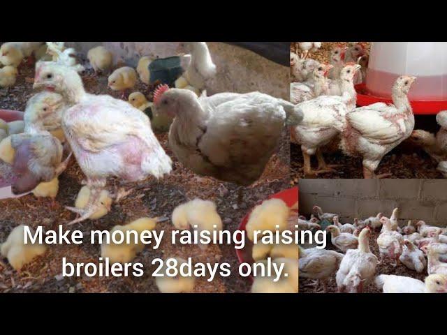 How to make huge profit from broilers within 2 to 4weeks. No need raising broilers for 6 to 8weeks.