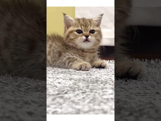 아함 졸린다옹 #졸귀탱 #고양이쇼츠