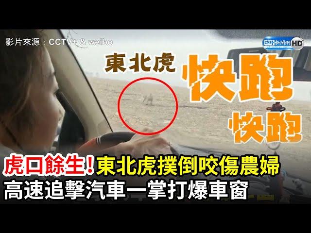 虎口餘生！東北虎撲倒咬傷農婦　高速追擊汽車一掌打爆車窗