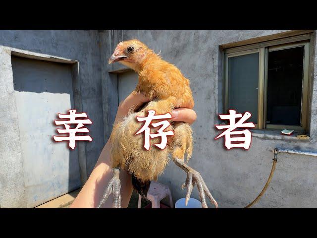 被鸡妈妈抛弃后，又一次死里逃生