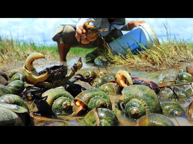 O.M.G Rainy Season Catching A Lot Of Climbing Fishes Crab & Snails in Waterflow in Rice Field