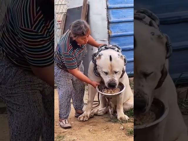 Devasa büyüklükte ki köpek  #shorts