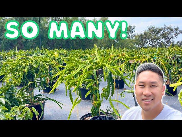 TONS Of Dragon Fruits! Alik Shulman's Dragon Fruit Farm Tour | Ventura County, California