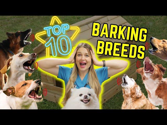 Top 10 Dog Breeds that BARK the most!? | Dr. Lindsay Butzer's Veterinarian Opinion