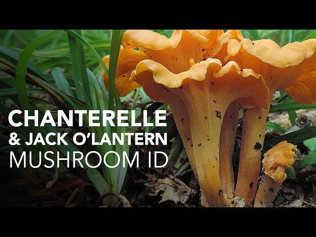 Chanterelle & Jack O'Lantern — Mushroom ID