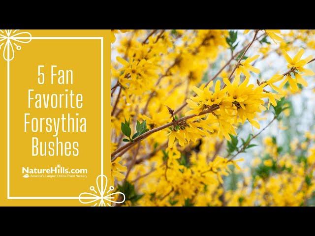 5 Fan Favorite Forsythia Bushes | NatureHills.com