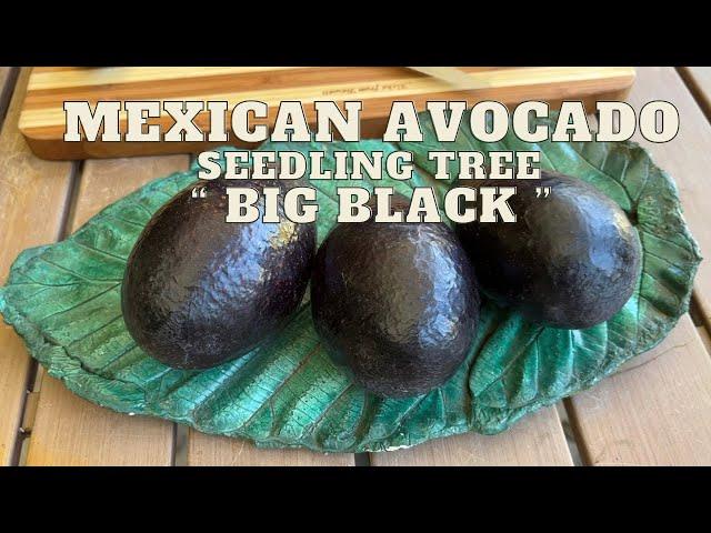 “ BIG  BLACK “ MEXICAN SEEDLING AVOCADO | Cold Hardy Tree | SAMPLING the FRUIT