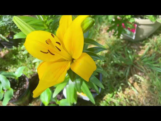 Garden Haul ~ May 2021 {Sharingmoore}