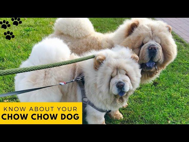 Chow Chow Dog : Dog Facts, Health Problems, Recommended Exercise