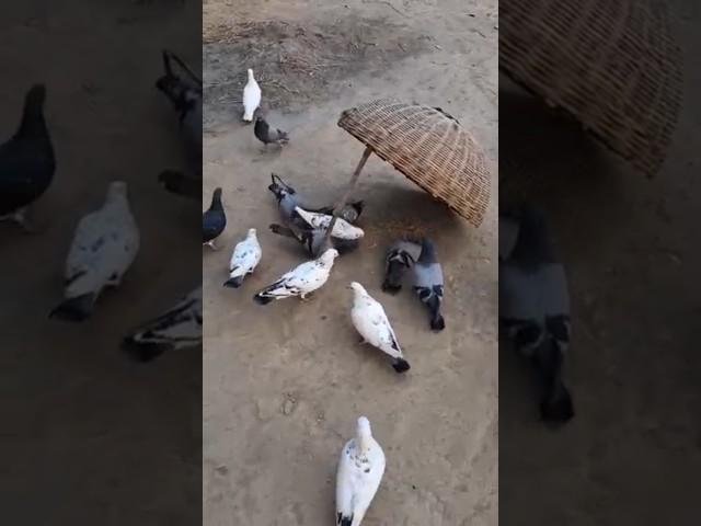 Kabutor  ka tarika  #pigeon #birds #shortsfeed #ytshort #viralvideos  #raheembirdsvlog