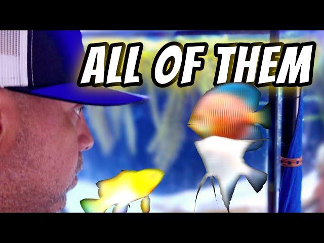 FISH ROOM TOUR; Unveiling All My Nano Planted Tanks Setup