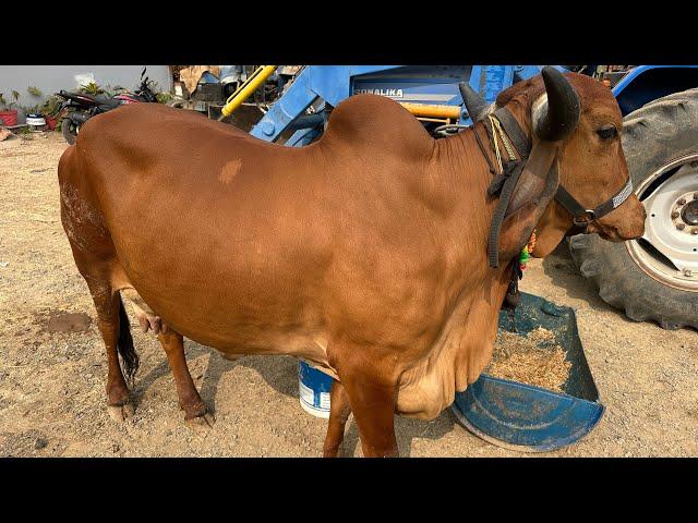 गिर गाय को सर्दी लग जाए तो क्या करना चाहिए ?