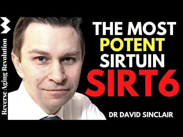 SIRT6 - The MOST Potent SIRTUIN  | Dr David Sinclair Interview Clips