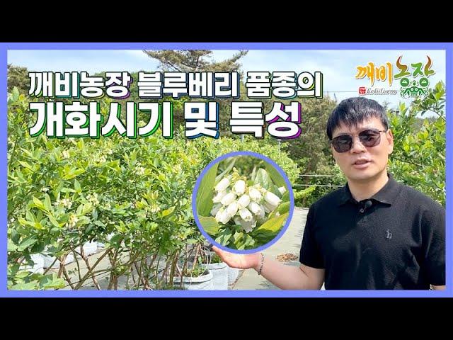 깨비농장 블루베리 품종의 개화시기 및 특성
