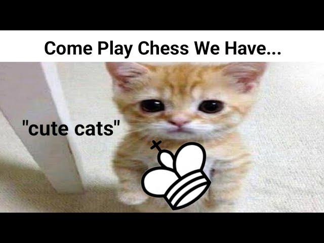 Come Play Chess We Have... Part 2