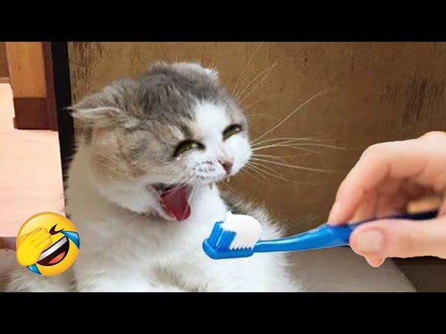 Try Not To Laugh  Funniest Cats and Dogs Videos  Part 36