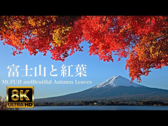 富士山と秋の美しい紅葉 8K Mt. Fuji and Beautiful Autumn leaves