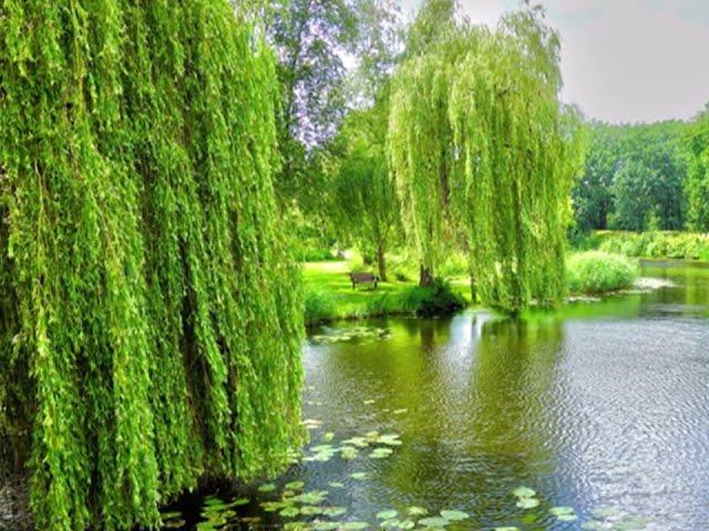 В кінці греблі шумлять верби. (Ukrainian folk song) Nadiya Golovchuk