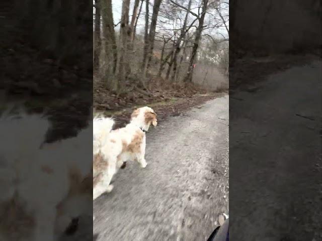 Chippy's run ~ loves his bone ~ country dog ~ happy dog ~