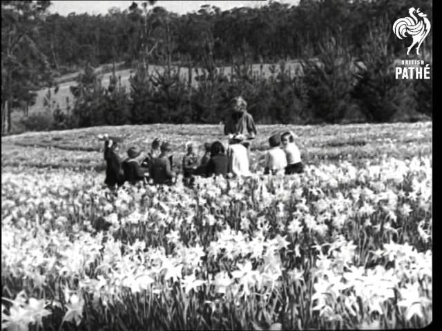 Daffodils (1938)