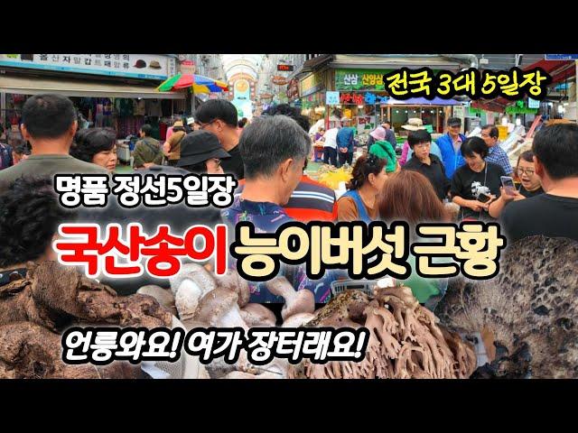 능이버섯 폭락! 국산 송이버섯 품절! 전국 5일장 중국산 송이버섯 점령! [정선5일장 정선아리랑시장]