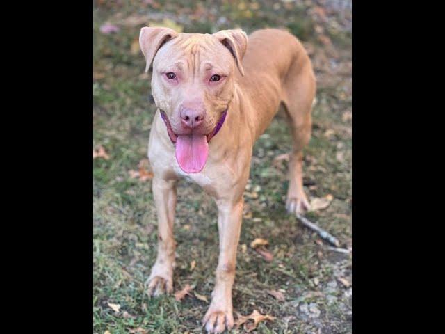 Rescue Logan in Northern NJ Shelter 10/30/24