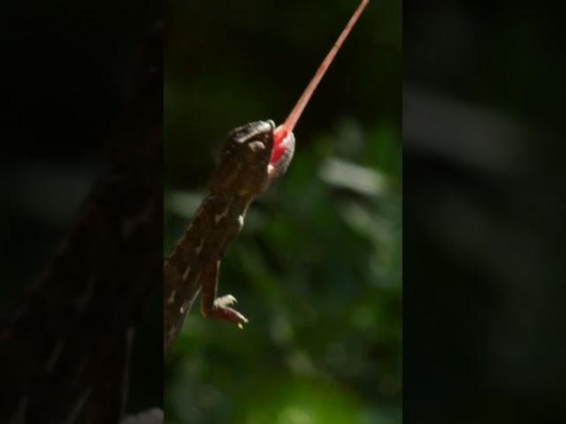 Chameleon communication #facts