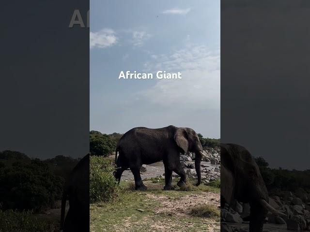 Walking African Giant ( Elephant) in Kogatende Serengeti - During Tanzania Safari Experience!