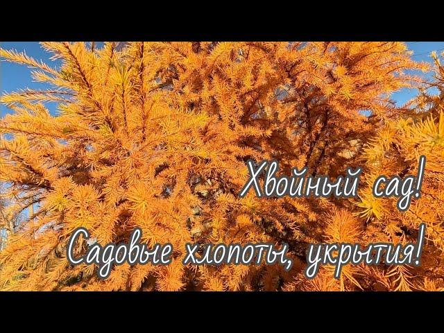 Продолжаю подготовку хвойного и не только сада! Солнечное воскресенье 10 ноября 2024