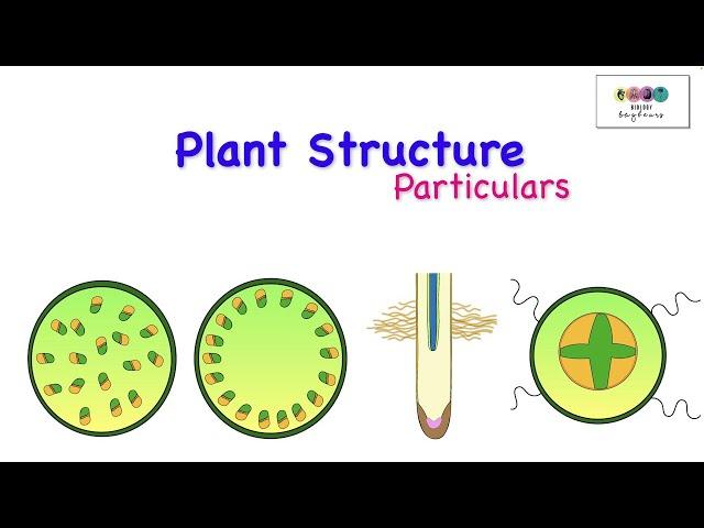 Plant Structure Particulars-Leaving Cert Biology 2025-Biology Bugbears