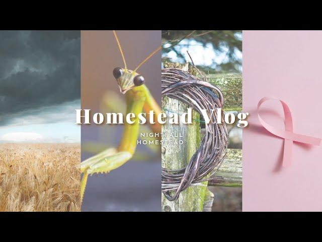 Homestead Vlog Cancer updates | record high Fall temps | Alley foraging