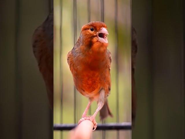 Canary Singing birds sounds at its best | Melodies Canary Bird song #bird #canary #shorts