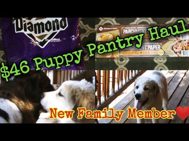 $46 Puppy Pantry Haul/New Family Member #saintpyrenees #greatpyrenees #stbernard