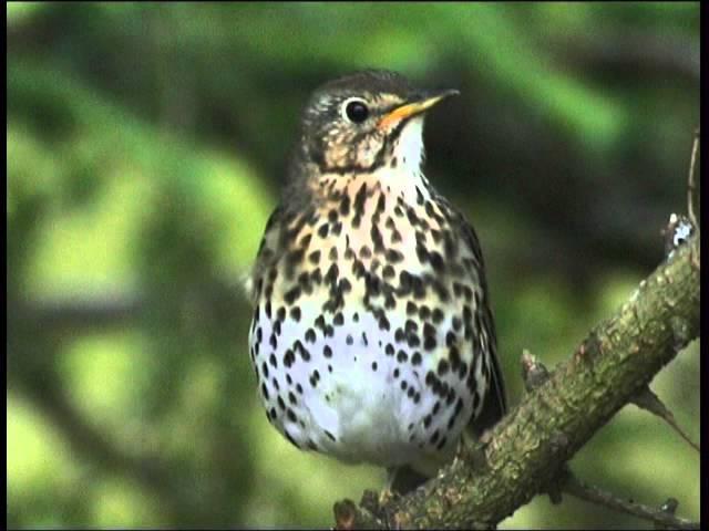 Les Oiseaux de Corrèze N°1 ,(les oiseaux familiers)