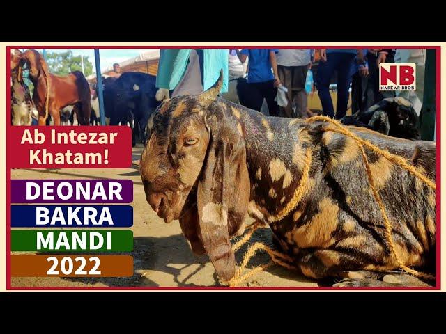 Deonar Bakra Mandi 2022 | Super Hit Update Vlog by Narkar Bros