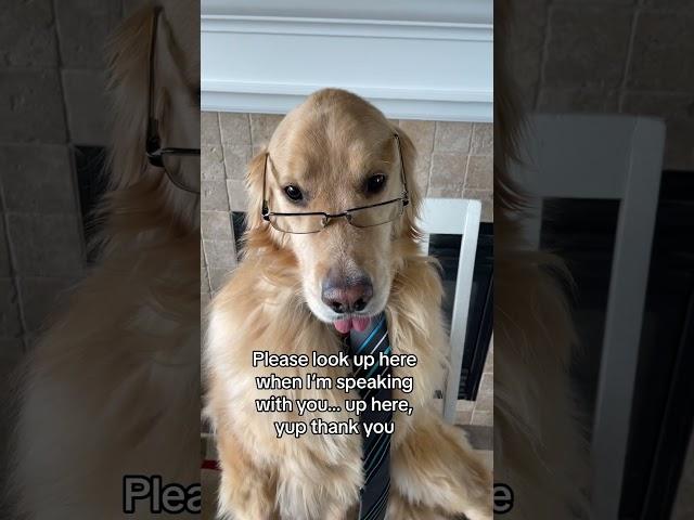 What do you think of Buddy’s performance? #dog #performancereview #goldenretriever #shorts #funnydog