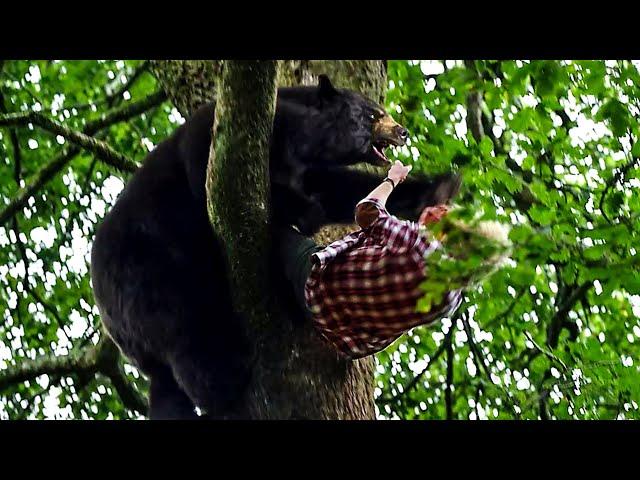 The Tree Scene | Crazy Bear | CLIP