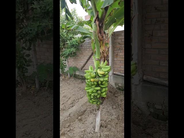 How to Harvest Bananas Like a Pro