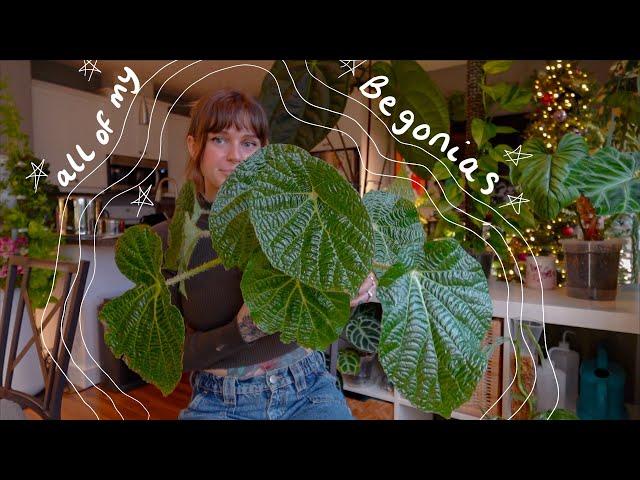 full begonia collection (2024) | my most whimsical houseplants 