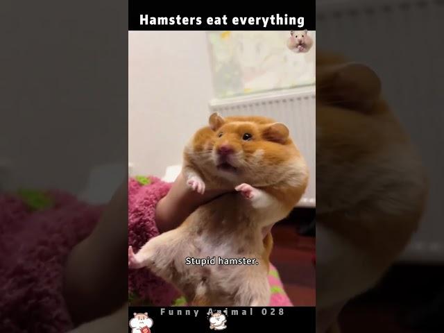 Part94丨Stupid hamster.#funnyanimals #fyp #foryou #hamster #funnypet #viralvideo #cutebaby #funny
