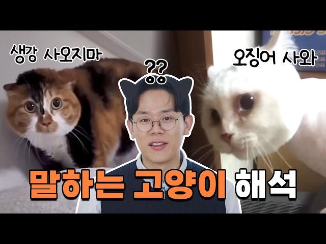 생강은 사오지 말고 오징어는 사오라는 고양이 완벽분석!