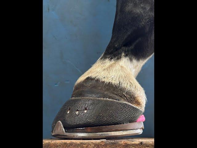 Small Roller Shoe and Hoof Cast for Horse with Low Grade Chronic Laminitis