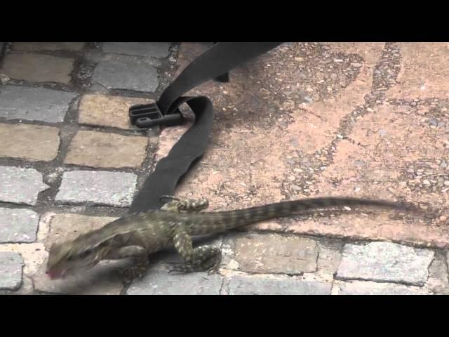 Australia, Gardens in Brisbane 2010