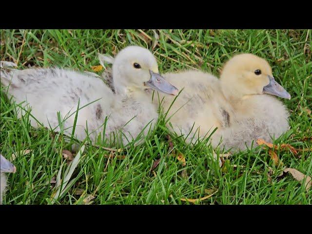 Young muscovy ducks