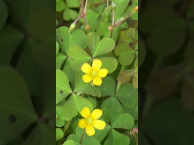 残暑続く・・・ ⑥ カタバミ！ Oxalis.
