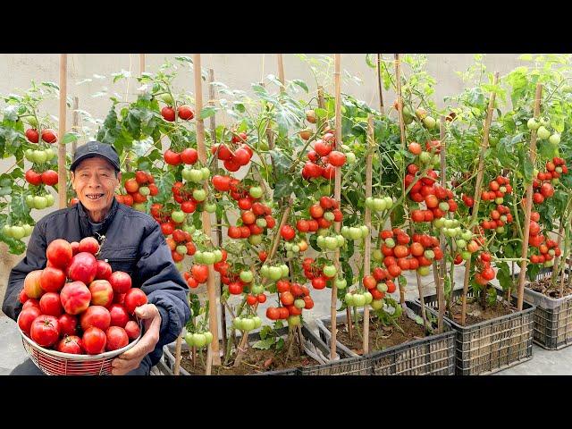 Simple Tips To Keep Tomatoes Bearing Fruit Non-Stop, Harvesting Year-Round